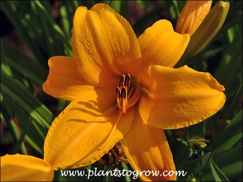 Daylily Gold Strike
6